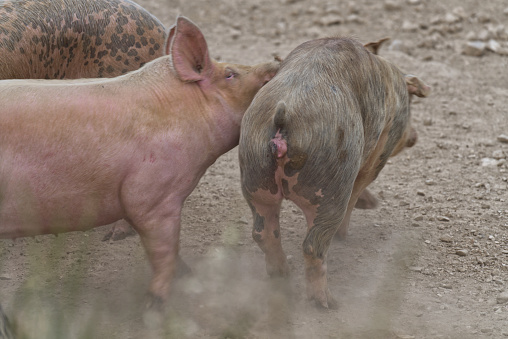 Patterns on pigs