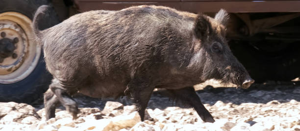 Wild pigs, out and about