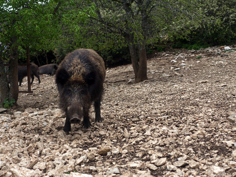Group of young Wild boar (Sus scrofa), also known as the wild swine or Eurasian wild pig