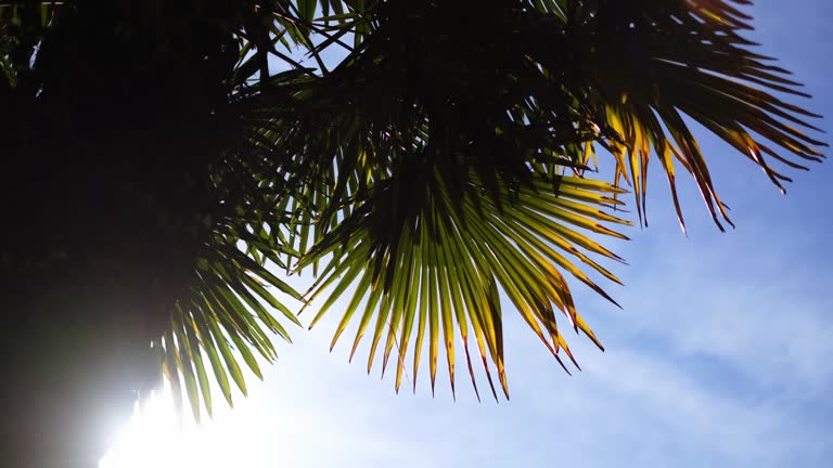 Palm leaves moving with the breeze against the sun