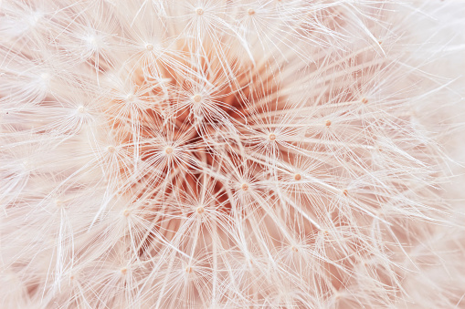 Dandelion seeds background, light Peach pastel color, soft focus