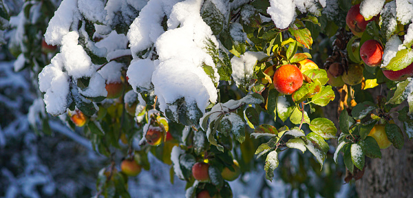 snow covered apple hanging from a tree. Snow on the apple