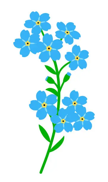 Vector illustration of Branch of forget-me-not. Small blue flowers.