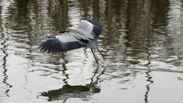 istock A bird of prey flies over its hunting grounds 1844848543