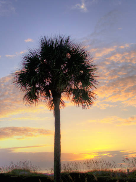 istock Palm Trees on the baech at sunrise- Hilton Head, South Carolina 1844852243