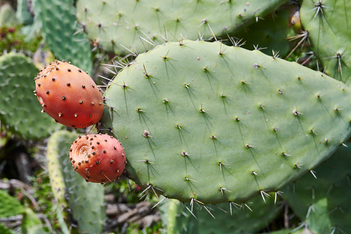 Beautiful prickly pear cactus with red fruits. Opuntia, ficus-indica or Indian fig opuntia in park in Crimea.
