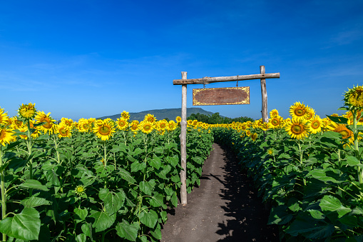 Beautiful sunflower blooming in sunflower field with wooden sign at the entrance and blue sky background. Lop buri Thailanf