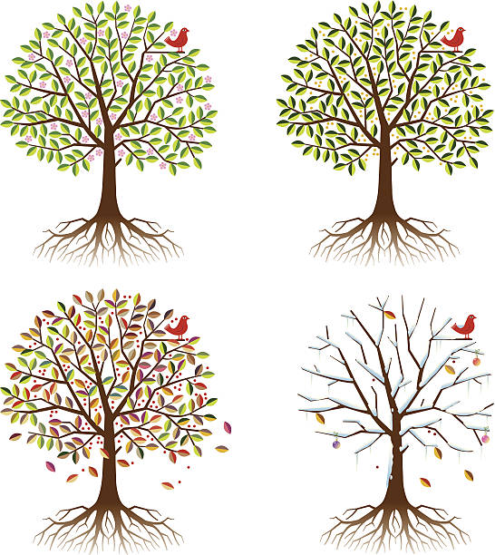 ilustrações, clipart, desenhos animados e ícones de four seasons em uma árvore. - vector berry root leaf