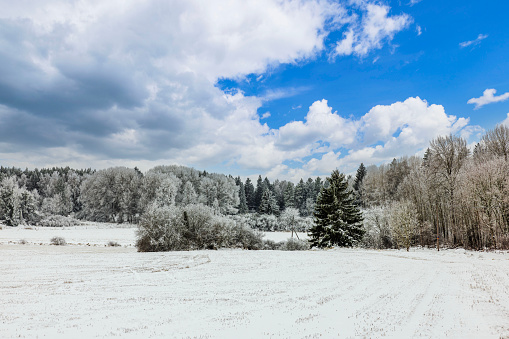 Beautiful winter landscape with snow-covered fields backdrop of forest and clear blue sky with white clouds.