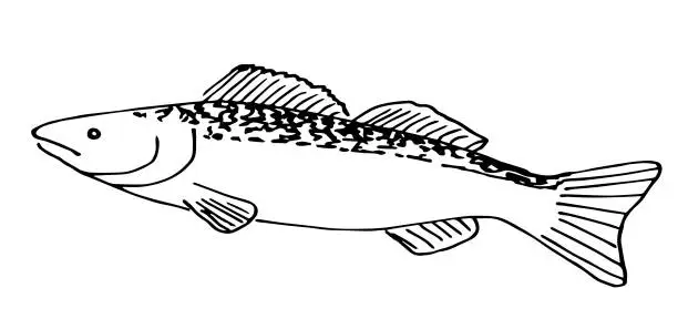 Vector illustration of Simple vector drawing with black outline. River freshwater fish pike perch. Fishing gear. Nature, animals.