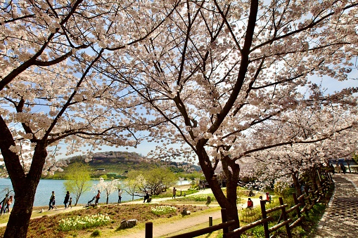 Ulsan, South Korea - March 28, 2023: An scene captures spring with its picturesque lake, vibrant white blossoms, and azure sky. The park buzzes with life as patrons meander along paths, soaking in the natural beauty.