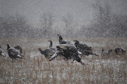 Des dindons sauvages en hiver, Sainte-Apolline, Québec, Canada