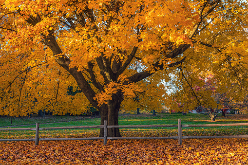 Turning leaves in a tree on a warm sunny autumn day in the Dandenongs region and town of Kallista, Victoria, Australia