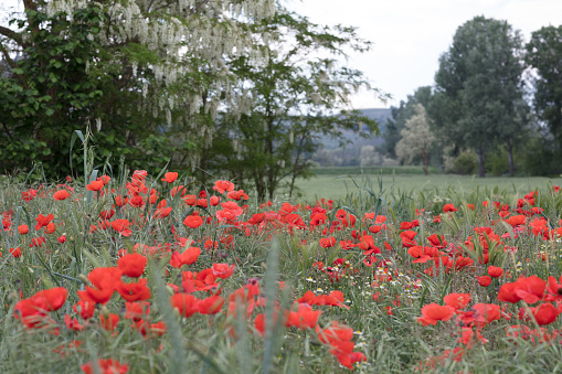 Country fields bloom with poppies. The trees bear their white flowers too. It's springtime