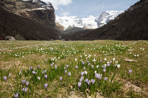 Landscape of the high pastures of Pian di Verra, at the foot of the massif Monte Rosa, in springtime