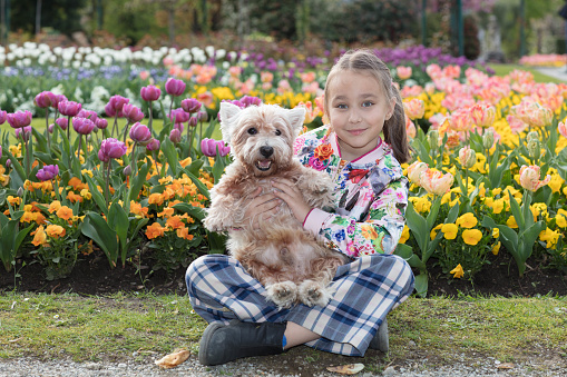 A young girl, sitting cross-legged, with her small dog, a West Highland White Terrier, in front of a flowering field of tulips
