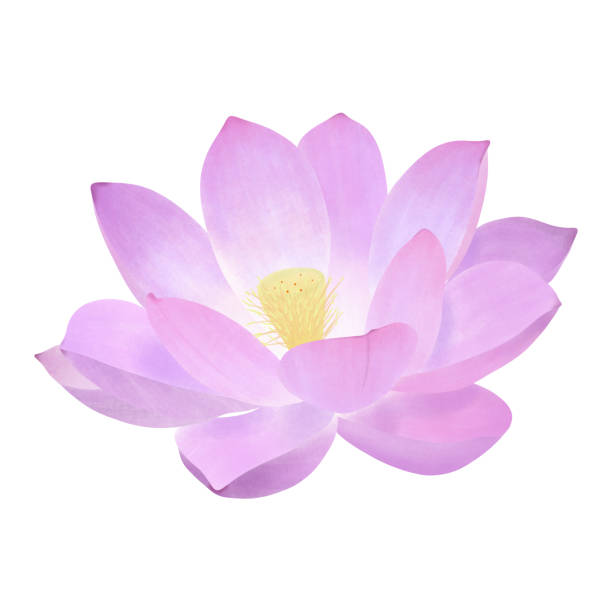индийский лотос. - lotus japan water lily vegetable garden stock illustrations