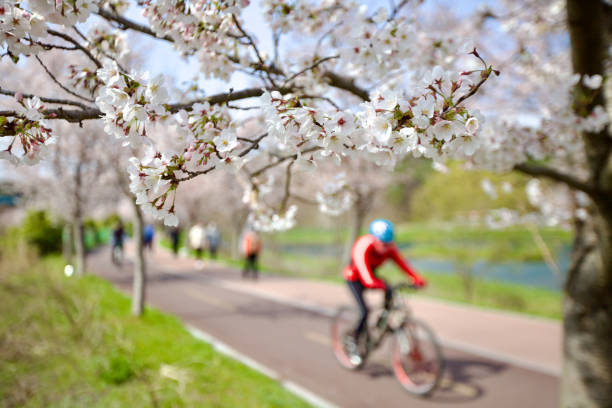 Ulsan, South Korea - March 28, 2023: A vivid display of white cherry blossoms in the foreground, with a bustling background of cyclists and walkers, all softly out of focus.