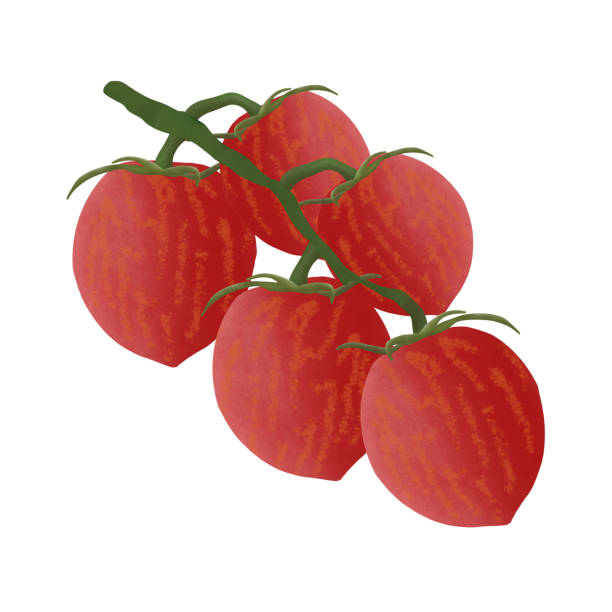 ilustrações, clipart, desenhos animados e ícones de tomate pink bumblebee. - heirloom tomato illustrations