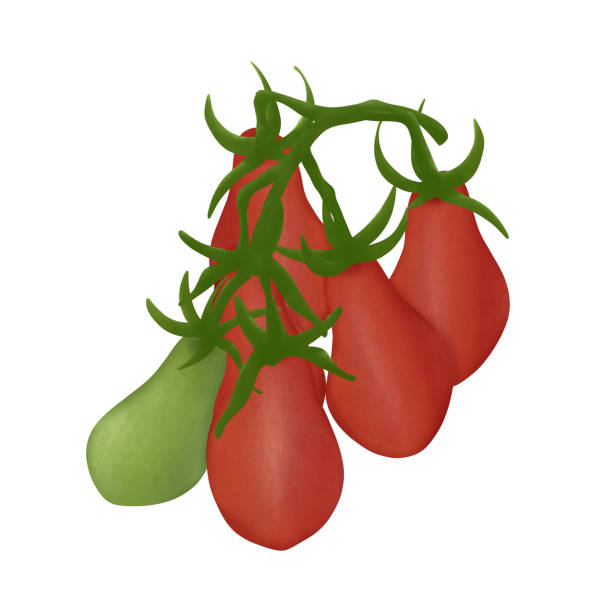 ilustrações, clipart, desenhos animados e ícones de tomate pera vermelha. - heirloom tomato illustrations