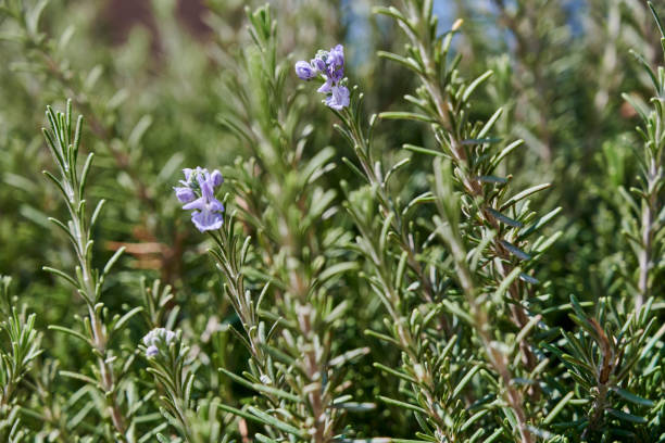 istock Wild Rosemary in Sardinia 1844910617
