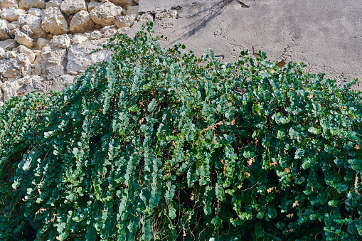 A caper bush (Capparis spinosa) on a wall in Cagliari. Sardinia. Italy.