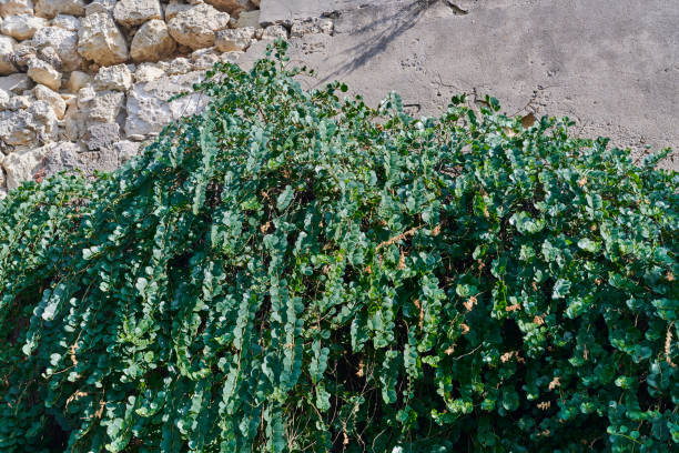 caper bush na sardynii - cagliari zdjęcia i obrazy z banku zdjęć