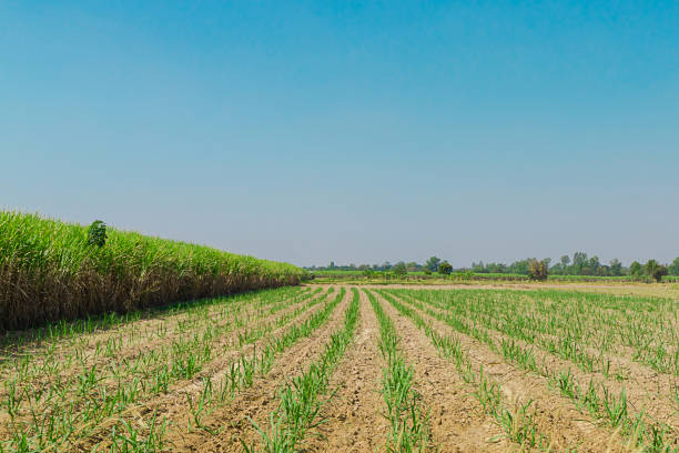 Side view to a field with sugar cane, Saccharum officinarum showing the tall plants. The picture is taken in Kecamatan Matur in the northwestern part of Sumatra