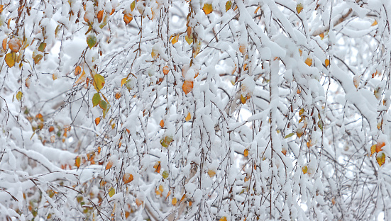 Background of orange-green birch leaves on branches covered with snow. Unexpected snow