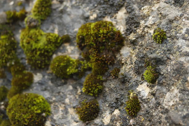 istock moss rock animals flowing river and nature 1844934630