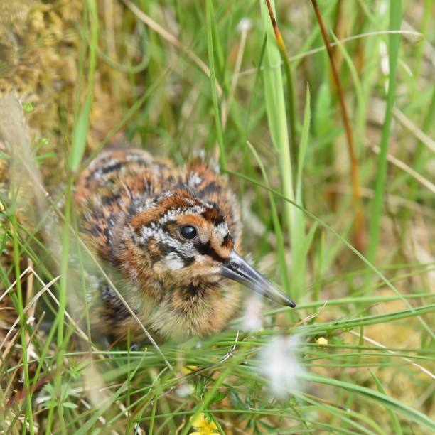 Common snipe (Gallinago gallinago) chick Common snipe nest in a well-hidden location on the ground, laying four eggs of a dark olive colour, blotched and spotted with rich brown, which are incubated by the female for 18–21 days. The freshly hatched young are covered in dark maroon down, variegated with black, white and buff. The young are cared for by both parents, each parent looking after half the brood common snipe stock pictures, royalty-free photos & images