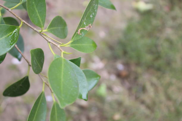 istock Selective focus shot of ficus leaves 1844942045