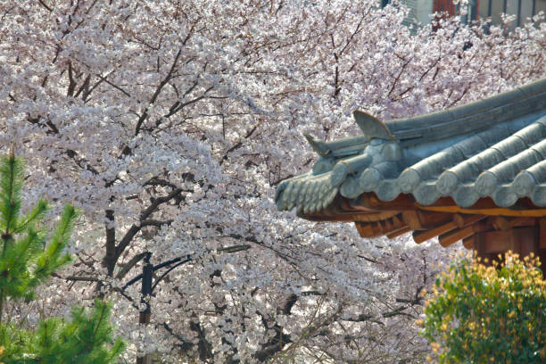 istock White Cherry Blossoms and Traditional Korean Pavilion 1844942601