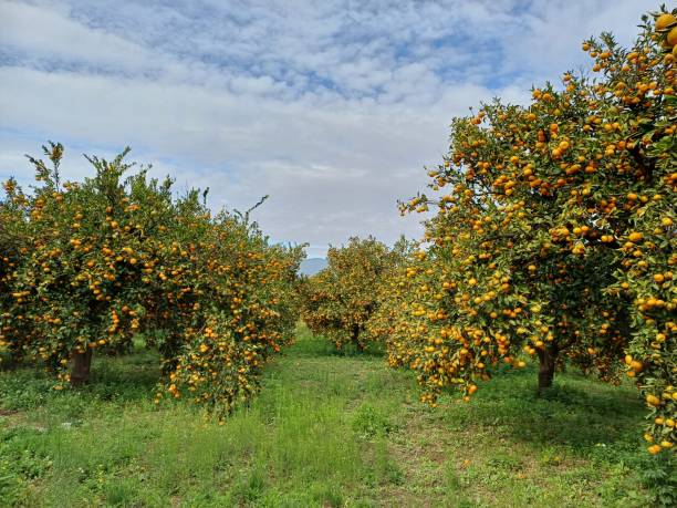 istock Ripe juicy mandarin oranges in garden on tree branches. Cloudy day. 1844946207