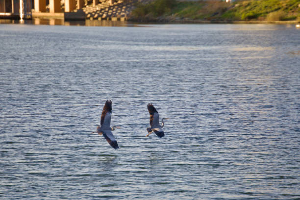 Capturing a serene moment, two cranes glide gracefully just above the tranquil waters of the Taehwa River in Ulsan.