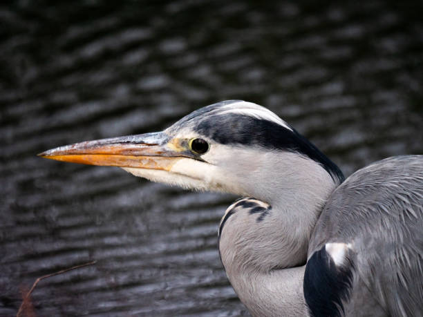 istock Grey Heron - blauwe reiger 1844952278