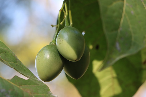 Cyphomandra or tree tomato or tamarillo fruits on plant, underutilized plant