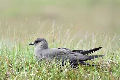 The parasitic jaeger or Arctic skua (Stercorarius parasiticus) is a seabird in the skua family. It is a migratory species that breeds in Northern Scandinavia, Scotland, Iceland, Greenland, Northern Canada, Alaska, and Siberia and winters across the southern hemisphere. Kleptoparasitism is a major source of food for this species during migration and winter, and is where the name is derived from.