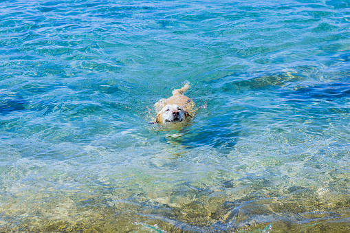 cheerful Labrador human companion relax in sea water, summer vacation active lifestyle concept picture