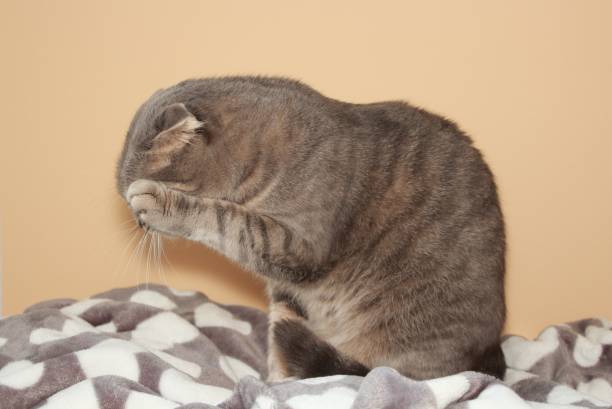istock A cat washing up on a beige background 1844965187