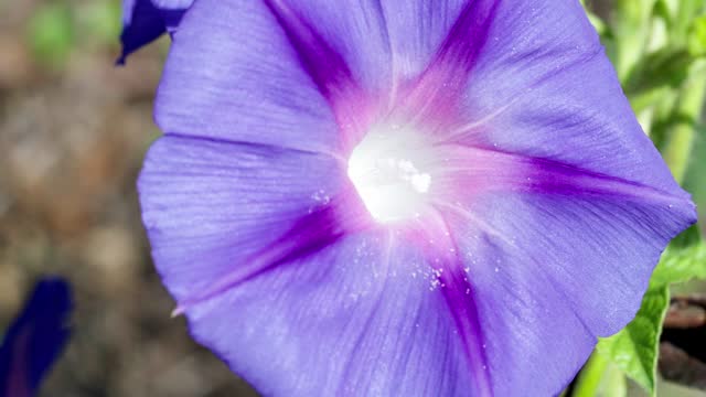 bee covered in pollen exiting a Purple Ipomoea