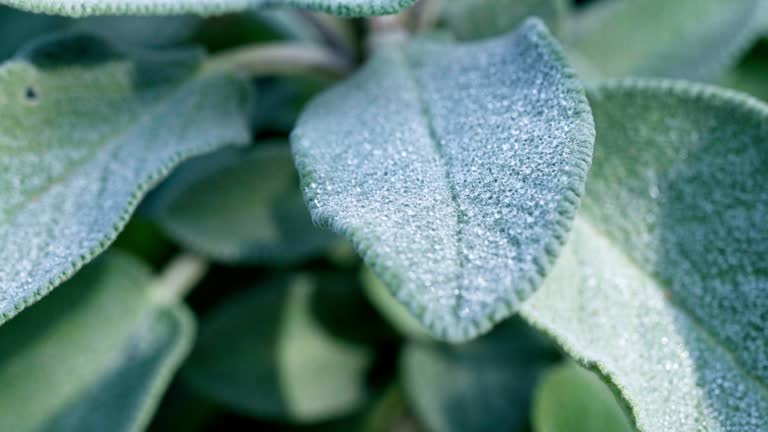 Sage leaf with morning dew droplets