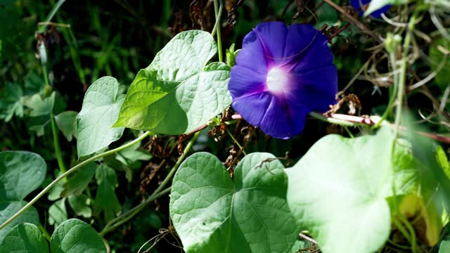 Slow rotating shot of a Purple Ipomoea