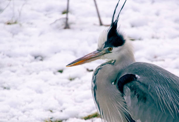a bird that is standing in the snow