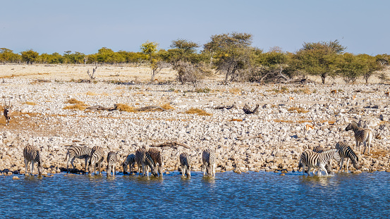 Herd of zebra ( Equus Burchelli) standing in the water drinking at the Okaukuejo waterhole, Etosha National Park, Namibia.  Horizontal.
