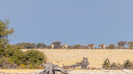 Herd of zebra ( Equus Burchelli) at the horizon, Etosha National Park, Namibia.  Horizontal.