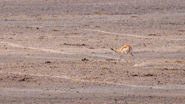istock Springbok ( Antidorcas Marsupialis) jumping, Etosha National Park, Namibia. 1845009702