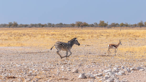 istock A zebra ( Equus Burchelli) and a springbok ( Antidorcas Marsupialis) running, Etosha National Park, Namibia. 1845009818