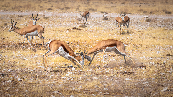 Two male springbok ( Antidorcas Marsupialis) fighting, Etosha National Park, Namibia.  Horizontal.