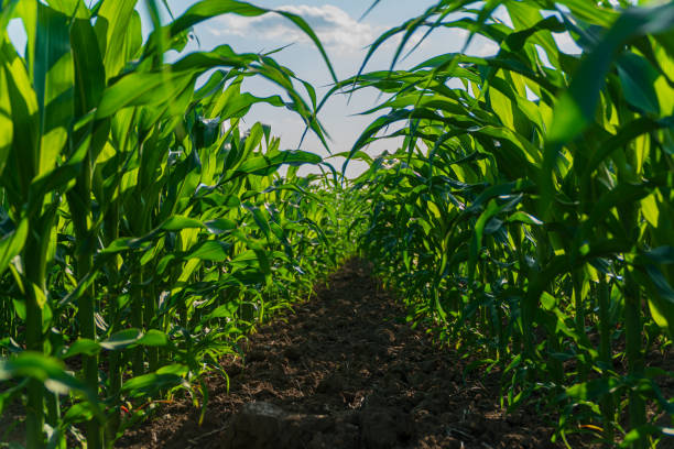 istock Corn field. A beautiful image of corn leaves 1845013590